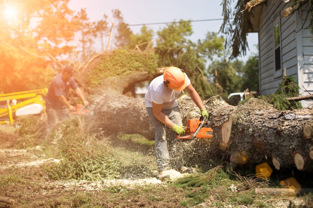 cutting felled tree with chainsaw