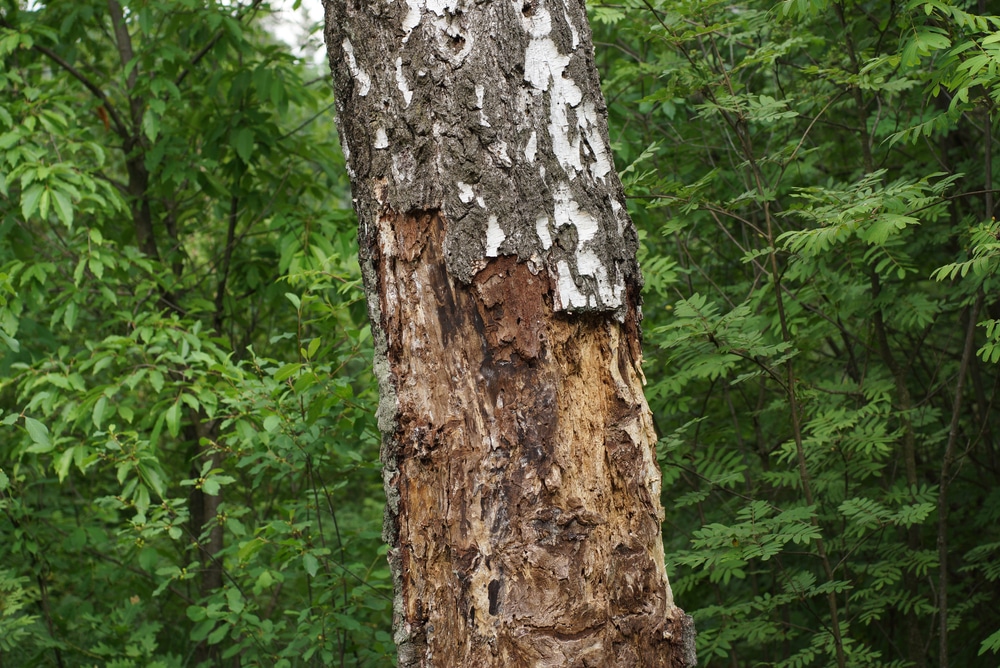 damaged rotting tree in forest