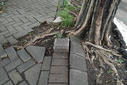 root damage hard-scape sidewalk