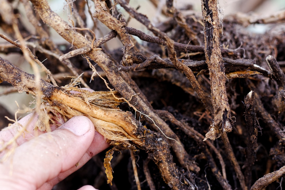 damaged roots with fungus