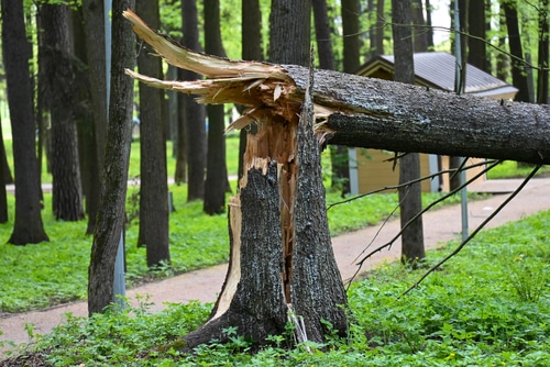 tree broken at stump damaged after storm