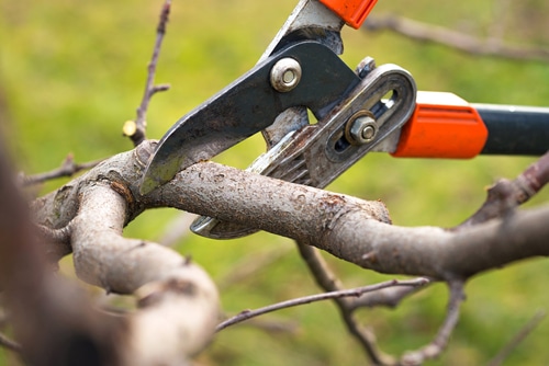gardener pruning fruit tree with shears