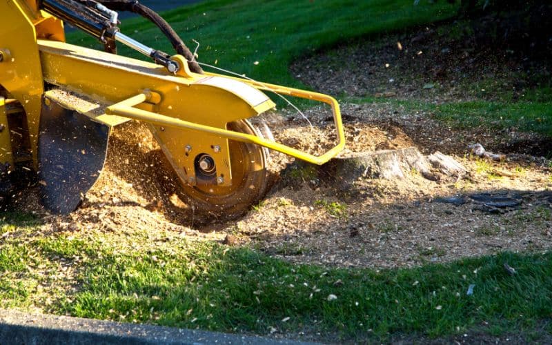 stump grinding in southern pines